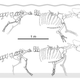 Reconstruction showing the preserved parts of the Peregocetus pacificus skeleton, in both terrestrial and aquatic configurations.